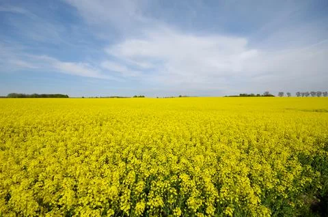 Landscape with rape field Stock Photos