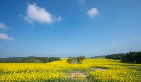 Landscape with rape fields in the summer Stock Photos