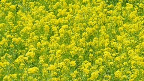 Landscape of the rape flower Video stock 84749334