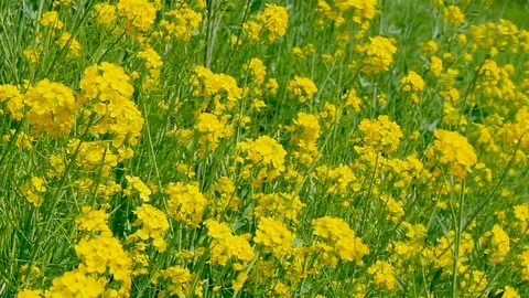 Landscape of the rape flower Stock Footage 85884453