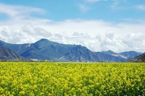 Landscape of rapeseed fields Stock Photos