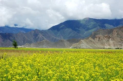 Landscape of rapeseed fields Stock Photos
