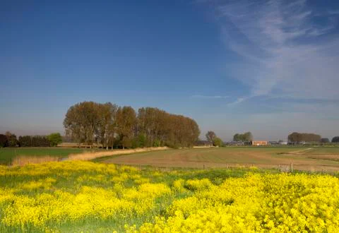 Landscape with rapeseed Stock Photos