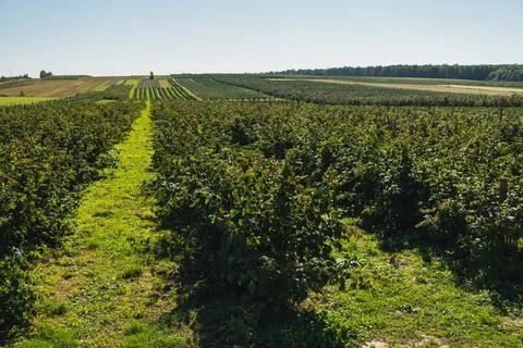 Landscape with raspberry bushes growing in rows Stock Photos