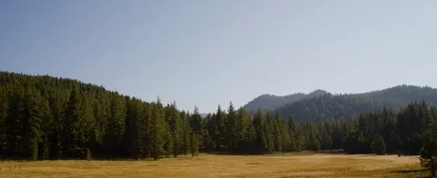Landscape reaching dense green forest Stock Footage 92051683