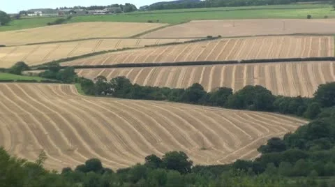 Landscape ready for harvest Stock Footage 10276516