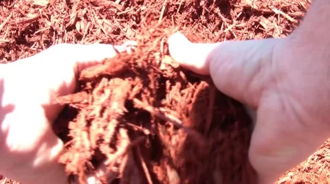Landscape Red Mulch in Hands Video stock 66063975