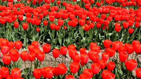 A landscape of red tulip fields Stock Footage 335143223