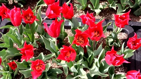 A landscape of red tulips Stock Footage 335103820