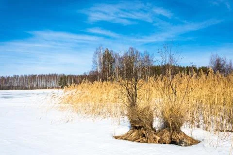 Landscape with reed. Stock Photos