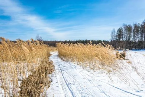 Landscape with reed. Stock Photos