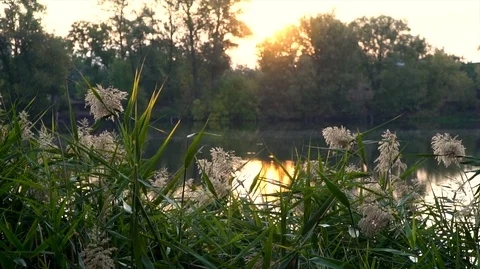 Landscape with reeds on first plan and warm sun through trees on river. Stock-Footage 126553055