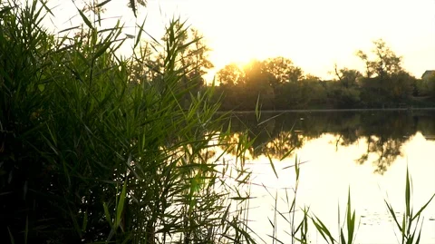 Landscape with reeds on first plan and warm sun through trees on river. Video stock 126553069