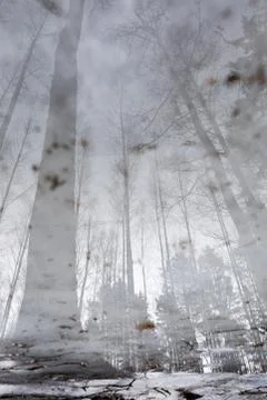 Landscape reflection from wet ice surface at forest path Stock Photos