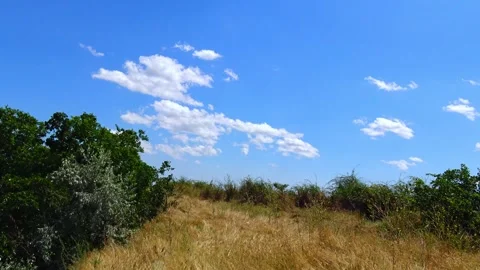 This landscape resembles an open steppe or meadow ecosystem. Such habitats .. Stock Footage 340130246