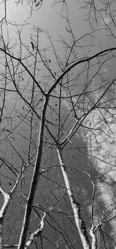 Landscape, retro image vertically, shaving brush tree, with the vintage sky. Stock Photos