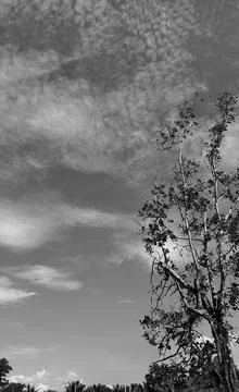 Landscape, retro image vertically, Tree with A black and white sky. Stock-Fotos