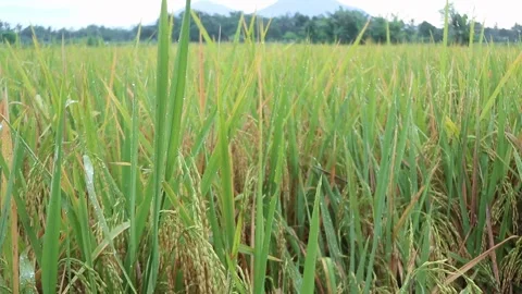 Landscape of rice in the background of a volcano Stock Footage 304302484