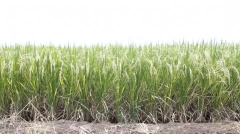 Landscape of rice farm Stock Footage 44091720