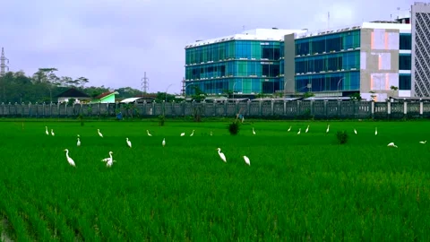 Landscape rice field with flying group of Egret Stock Footage 235362070