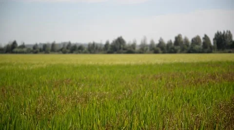 Landscape of rice field. Stock Footage 48931340