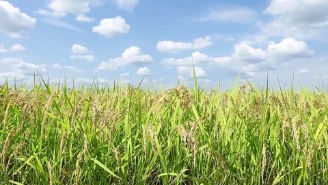 Landscape of the rice field Video stock 81086188