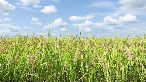Landscape of the rice field Video stock 81086196