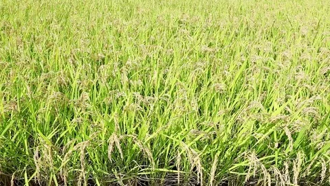 Landscape of the rice field Stock Footage 81086249