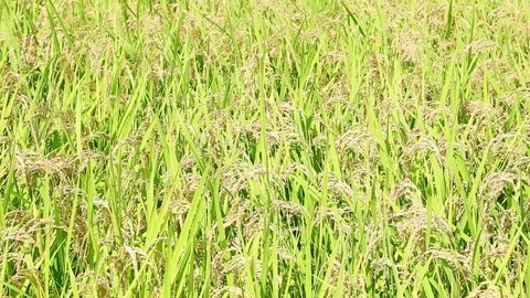 Landscape of the rice field Stockbeeldmateriaal 81086275