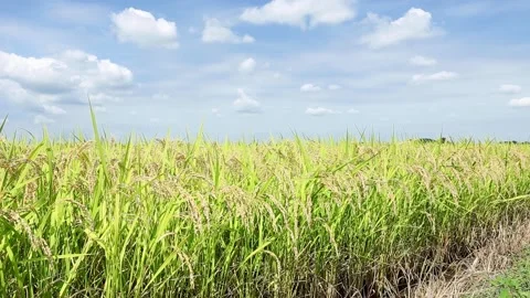 Landscape of the rice field Stockbeeldmateriaal 86299026