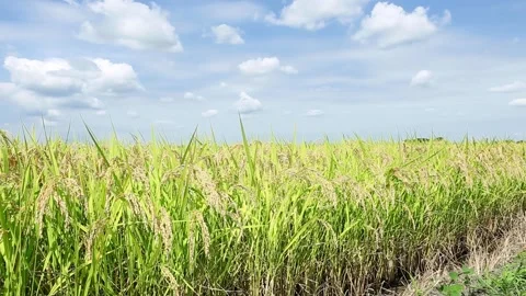 Landscape of the rice field Stockbeeldmateriaal 86299056