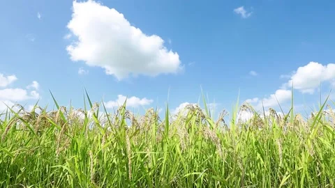 Landscape of the rice field Stock Footage 86299057
