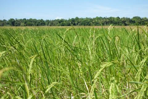 Landscape of rice field Foto stock