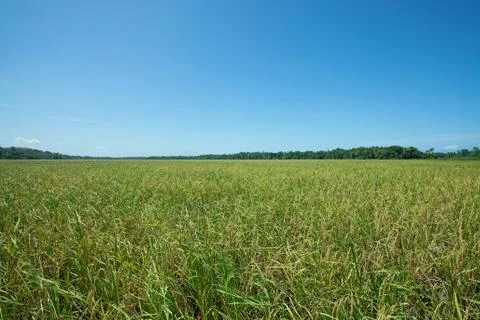 Landscape of rice field Stock Photos
