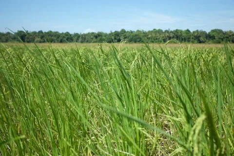 Landscape of rice field Stock Photos
