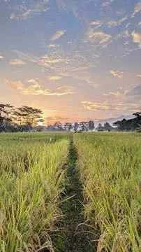 Landscape of rice fields, clouds, and mountains Stock Photos