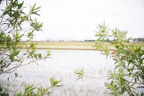 Landscape of rice fields of the Ebro delta in Spain Stock Photos
