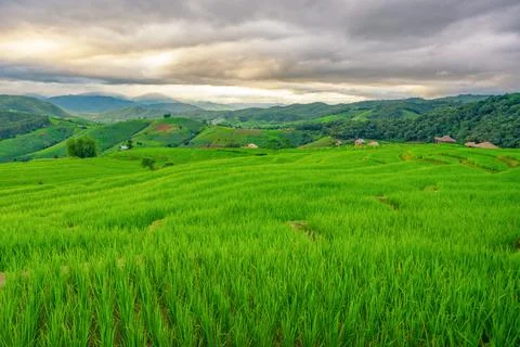 Landscape rice fields of the mist floating over village at Pa Pong Pieng Chia Stock Photos