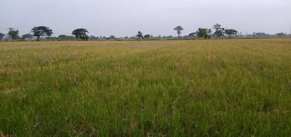 The Landscape of The Rice Fields Foto stock