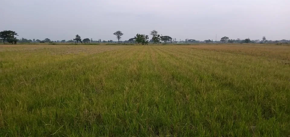The Landscape of The Rice Fields Stock Photos