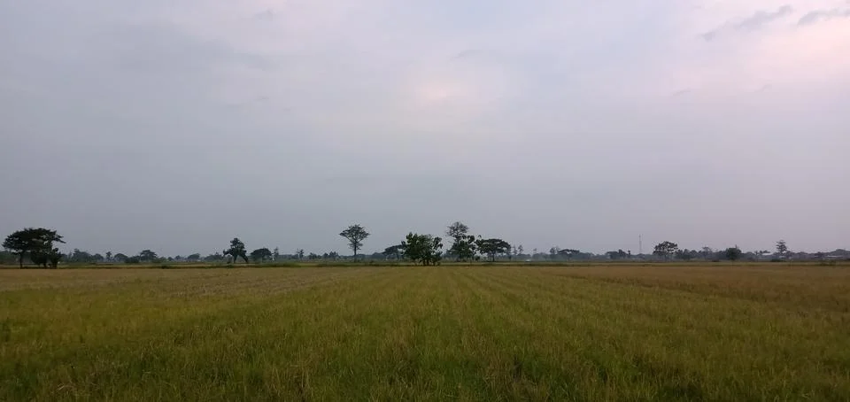 The Landscape of The Rice Fields Stock Photos