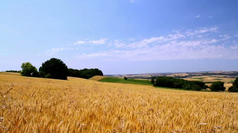 Landscape of ripe wheat Stock Footage 52127780