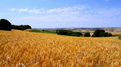 Landscape of ripe wheat Stock Footage 52128823
