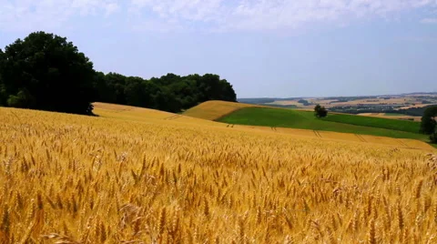 Landscape of ripe wheat Stock Footage 52182441