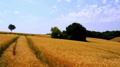 Landscape of ripe wheat Stock Footage 52193885