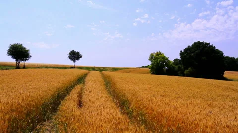 Landscape of ripe wheat. Stock Footage 52195075