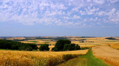 Landscape of ripe wheat Stock Footage 52195489