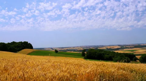 Landscape of ripe wheat Stock Footage 52195759