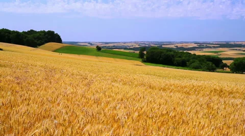 Landscape of ripe wheat Stock Footage 52196536