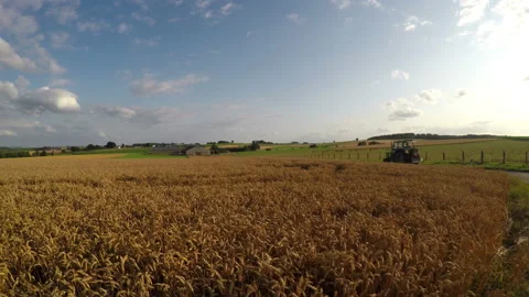 Landscape of ripe wheat Stock Footage 113395247